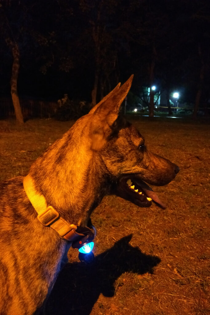 台灣土狗