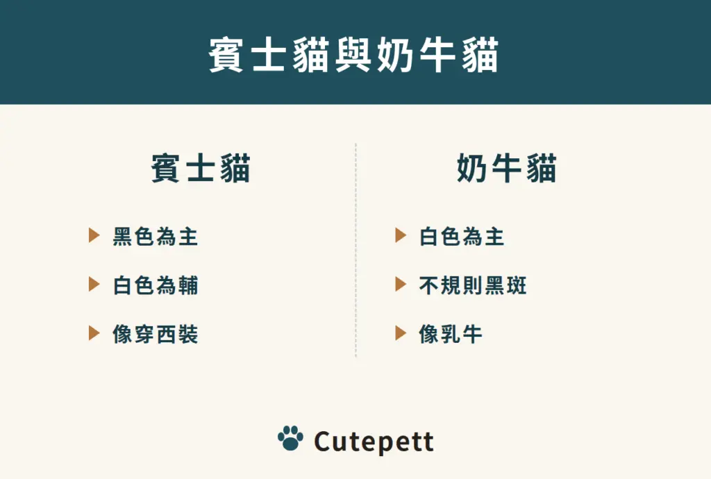 賓士貓與奶牛貓的差別：賓士貓黑色為主、白色為輔，像穿西裝；奶牛貓白色為主、有不規則黑斑，像乳牛