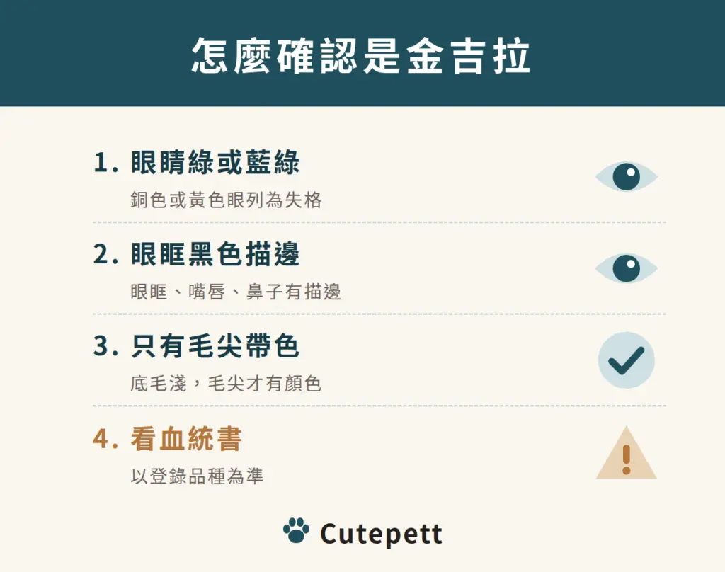 怎麼確認是金吉拉：1 眼睛綠或藍綠；2 眼眶黑色描邊；3 只有毛尖帶色；4 看血統書