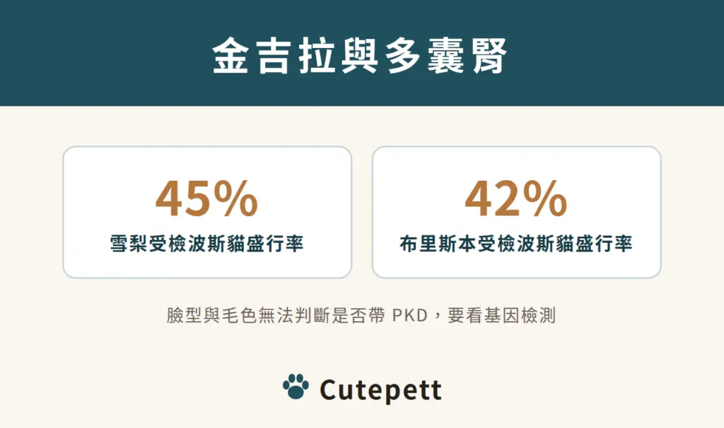 金吉拉與多囊腎：雪梨受檢波斯貓盛行率 45%，布里斯本 42%