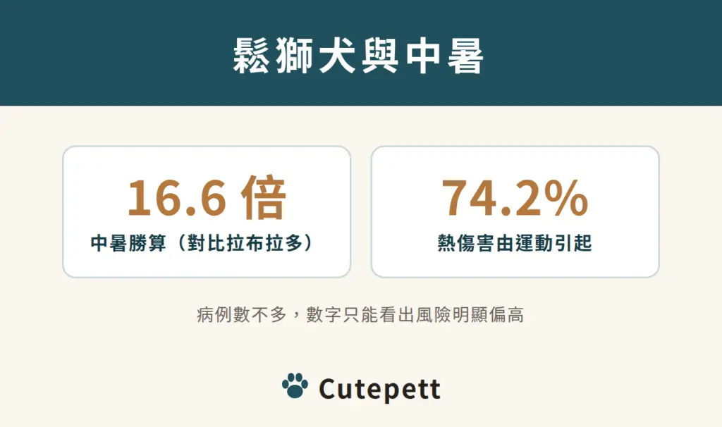 鬆獅犬與中暑：中暑勝算約為拉布拉多的 16.6 倍；74.2% 的熱傷害由運動引起