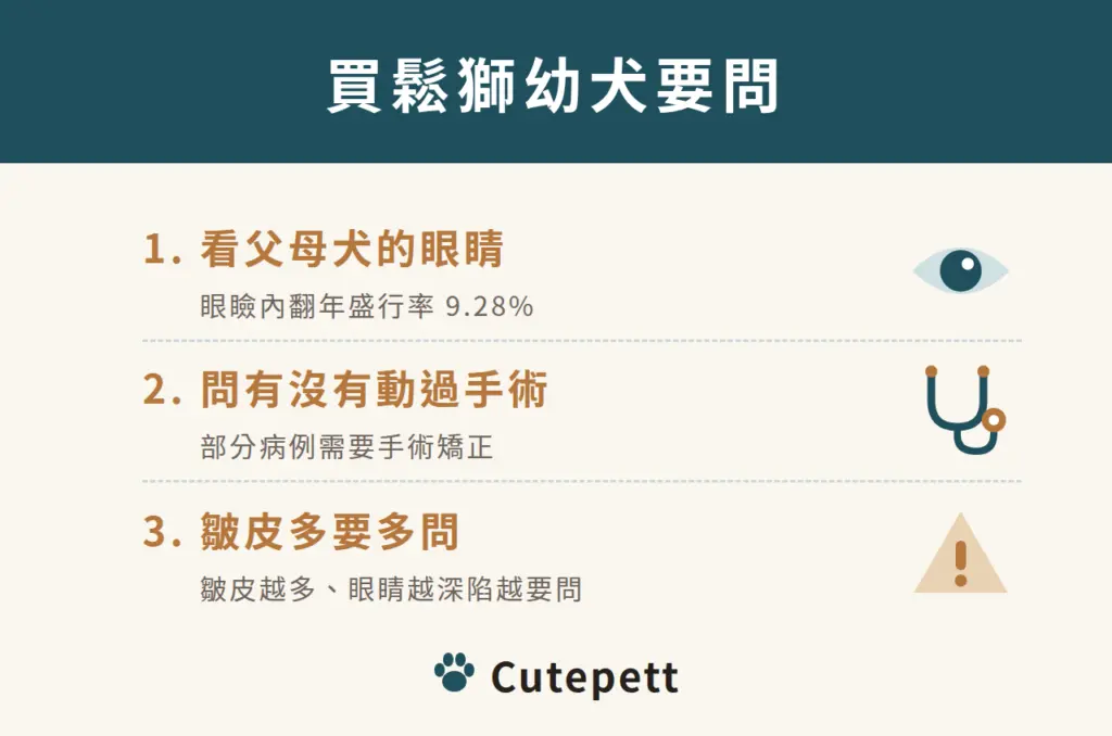 買鬆獅幼犬要問：看父母犬的眼睛（眼瞼內翻年盛行率 9.28%）；問有沒有動過眼瞼手術；皺皮越多越要問