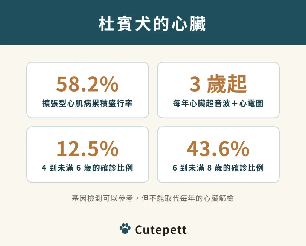 杜賓犬的心臟：擴張型心肌病累積盛行率 58.2%；3 歲起每年做心臟超音波與 24 小時心電圖；4 到未滿 6 歲確診 12.5%；6 到未滿 8 歲確診 43.6%