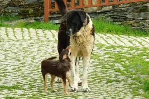 黑白大型犬低頭看著身旁抬頭的棕色小型犬，站在石板路上