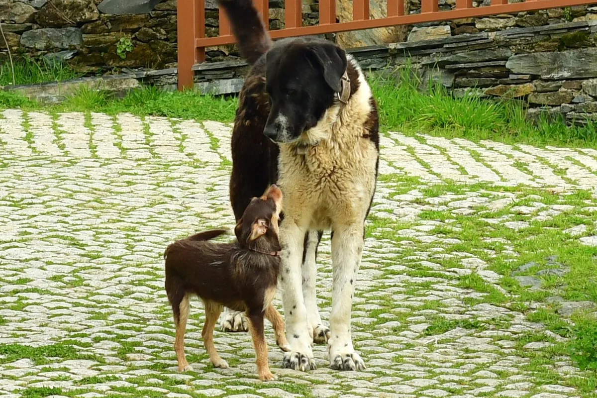黑白大型犬低頭看著身旁抬頭的棕色小型犬，站在石板路上