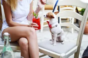 一隻繫著牽繩、戴紅色領結的白色小型犬坐在戶外座椅上，旁邊的人拿著飲料