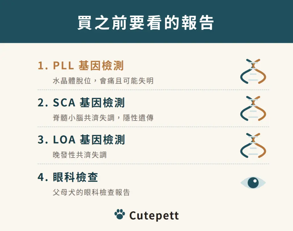 買傑克羅素之前要看的報告：PLL 基因檢測（水晶體脫位）、SCA 基因檢測（脊髓小腦共濟失調）、LOA 基因檢測（晚發性共濟失調）、眼科檢查