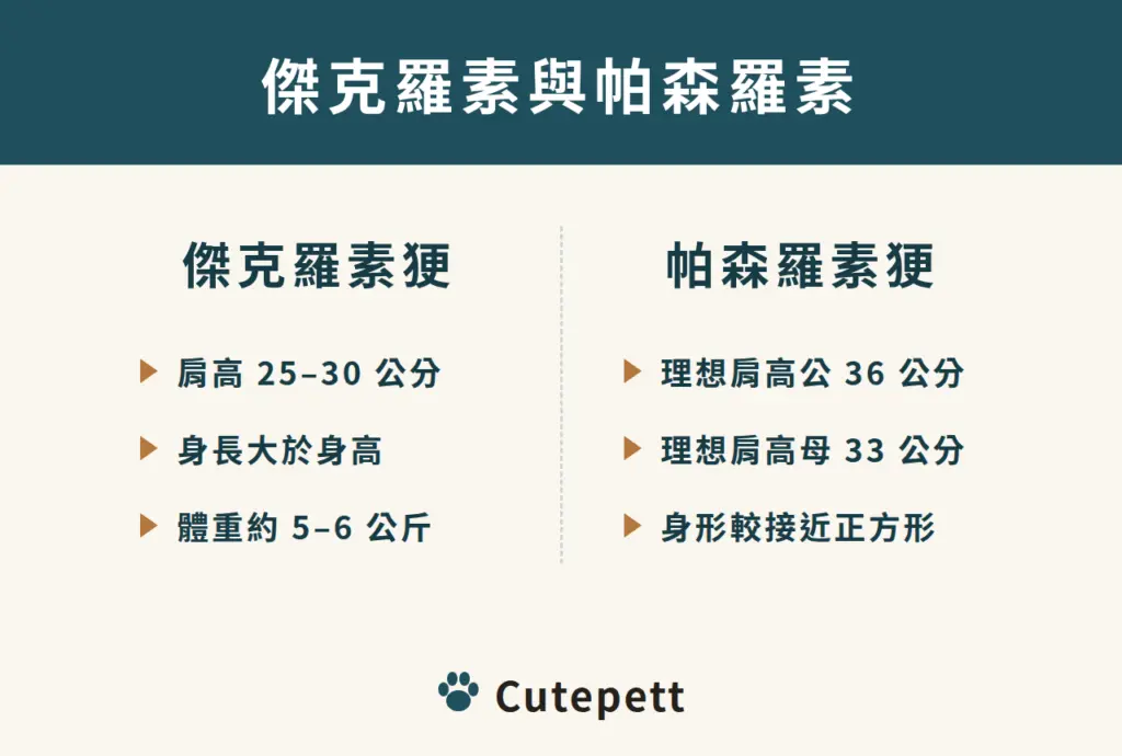 傑克羅素㹴與帕森羅素㹴的差別：傑克羅素肩高 25 到 30 公分、身長大於身高、體重約 5 到 6 公斤；帕森羅素理想肩高公犬 36 公分、母犬 33 公分，身形較接近正方形