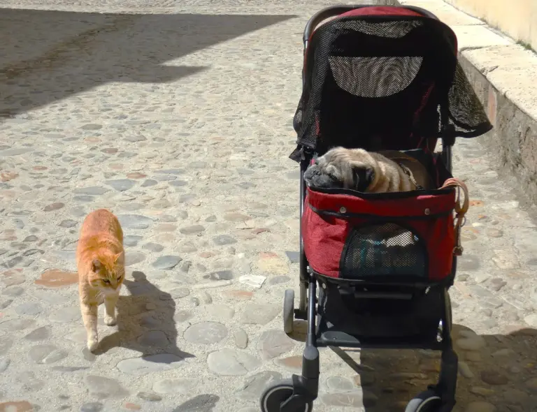 一隻淺棕色的巴哥犬閉著眼睛趴在紅黑色寵物推車的網布座艙裡，推車停在陽光下的石板路上，左邊一隻橘色的貓走過來