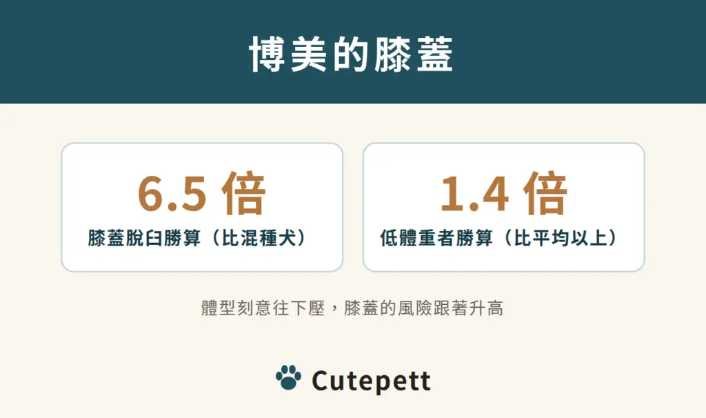 博美的膝蓋：膝蓋骨脫臼勝算是混種犬的 6.5 倍；體重低於品種平均者的勝算是其他狗的 1.4 倍