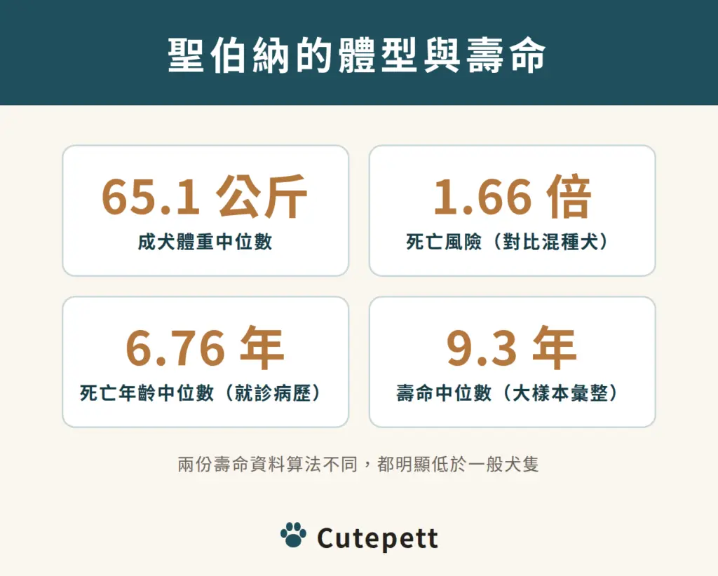 聖伯納的體型與壽命：成犬體重中位數 65.1 公斤；死亡風險為混種犬 1.66 倍；死亡年齡中位數 6.76 年；壽命中位數 9.3 年