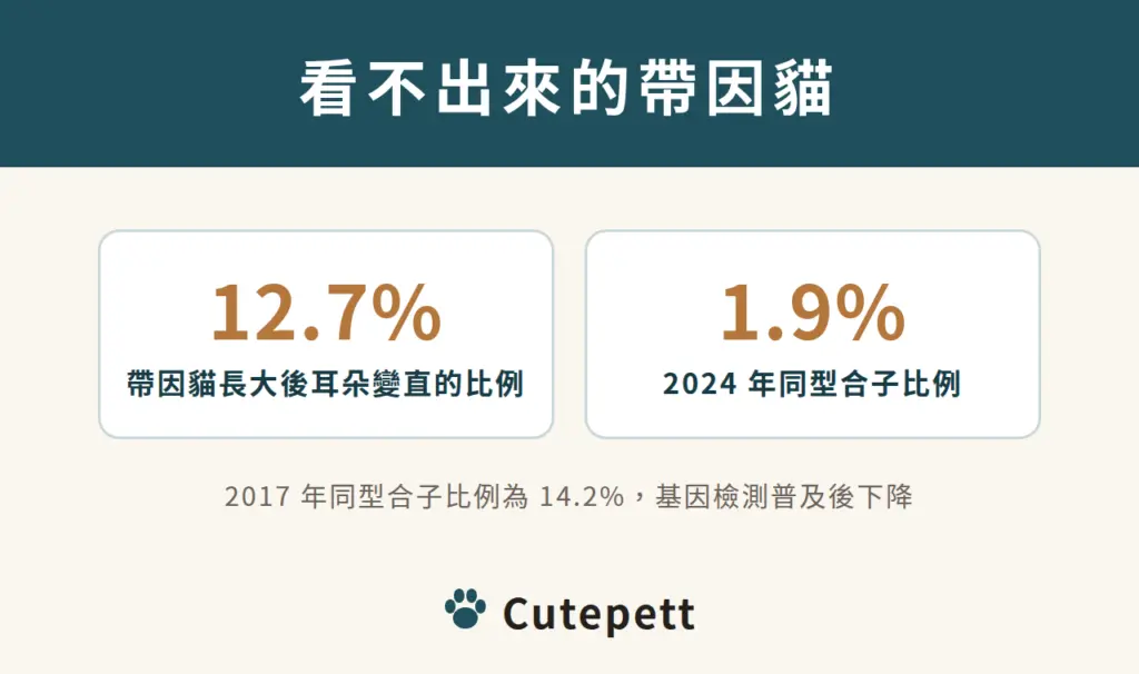 看不出來的帶因貓：12.7% 帶因貓長大後耳朵變直；2024 年檢測中同型合子比例 1.9%