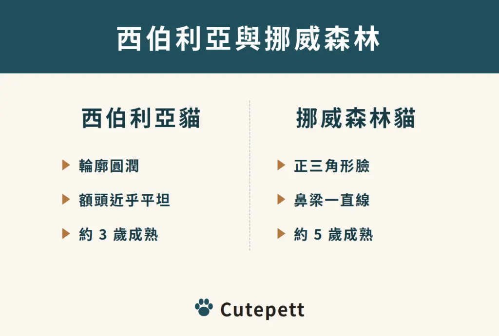 西伯利亞貓與挪威森林貓：西伯利亞輪廓圓潤、額頭平、約 3 歲成熟；挪威森林正三角形臉、鼻梁直、約 5 歲成熟