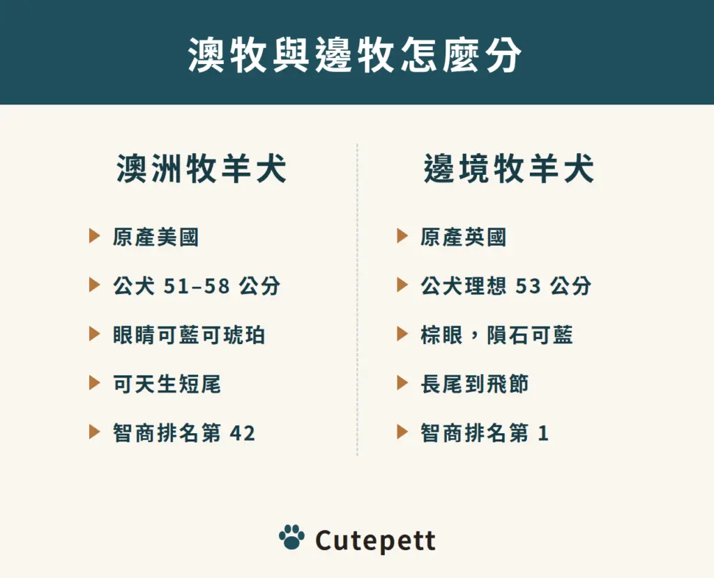 澳洲牧羊犬與邊境牧羊犬的差別：澳牧原產美國、公犬 51 到 58 公分、眼睛可藍可琥珀、可天生短尾、智商排名第 42；邊牧原產英國、公犬理想 53 公分、棕眼、長尾到飛節、智商排名第 1