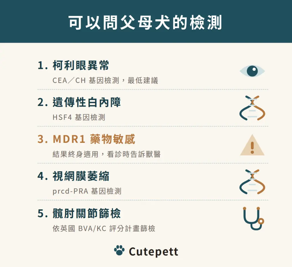 買澳洲牧羊犬前可以問父母犬的檢測：柯利眼異常、HSF4 遺傳性白內障、MDR1 藥物敏感、進行性視網膜萎縮、髖肘關節篩檢