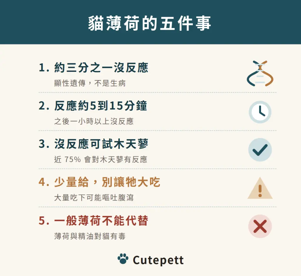 貓薄荷的五件事:約三分之一的貓天生沒反應;反應約 5 到 15 分鐘;沒反應可試木天蓼;少量給避免嘔吐腹瀉;一般薄荷與精油對貓有毒